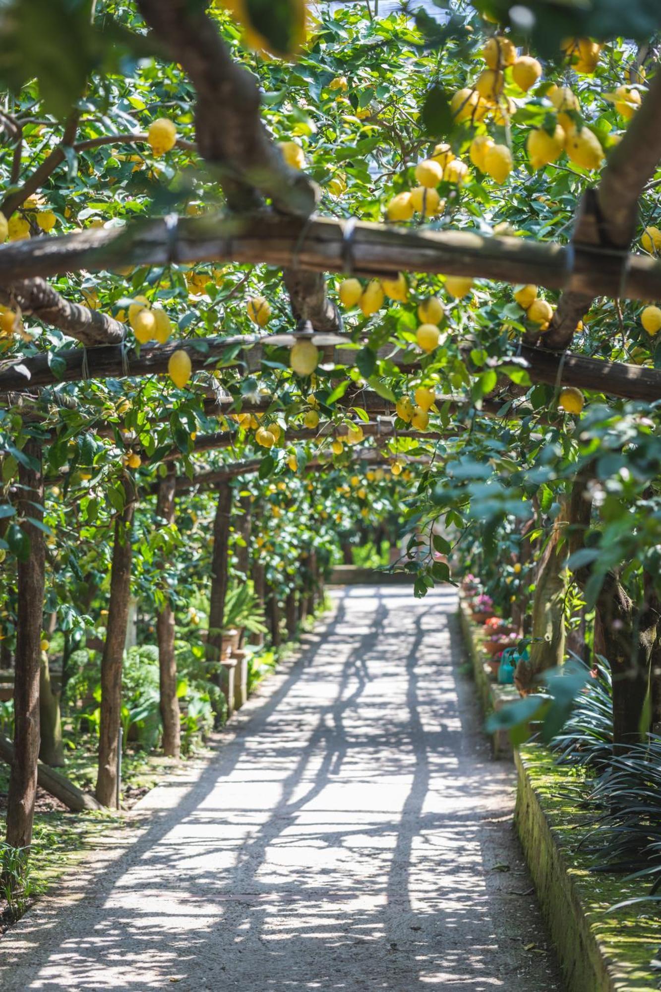 Agriturismo Il Giardino Di Vigliano Massa Lubrense Eksteriør bilde